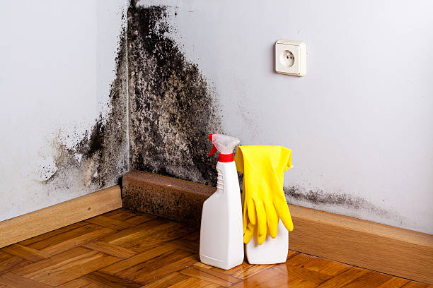 Best DIY Mold Remediation Support Services in Henderson, LA